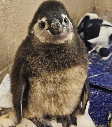 BondageDev's tweet photo. first African penguin chick hatched in nearly a decade in lehigh valley zoo??

100% of fees to the zoo

look at the bullishness

87uorFjxSbRXKZP6WEuuS2nRLbFQcjyPB2oowAvXpump

https://t.co/k0RJa78BEz

https://t.co/XluSKpu5FV

https://t.co/kMDv4Feog5 https://t.co/eKxiEhhvuQ