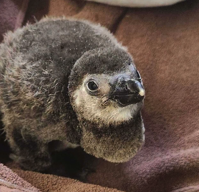 BondageDev's tweet photo. first African penguin chick hatched in nearly a decade in lehigh valley zoo??

100% of fees to the zoo

look at the bullishness

87uorFjxSbRXKZP6WEuuS2nRLbFQcjyPB2oowAvXpump

https://t.co/k0RJa78BEz

https://t.co/XluSKpu5FV

https://t.co/kMDv4Feog5 https://t.co/eKxiEhhvuQ