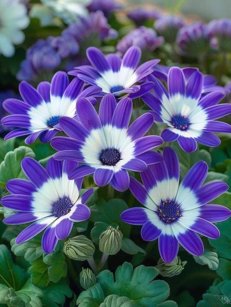 Flowers world on X: 