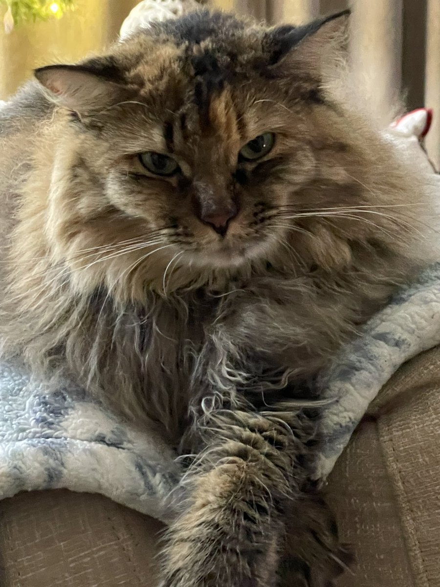 BFOnAir's tweet photo. @TitaniasRealm They are amazing. Meet Bailey. https://t.co/dzNXHkbVpd