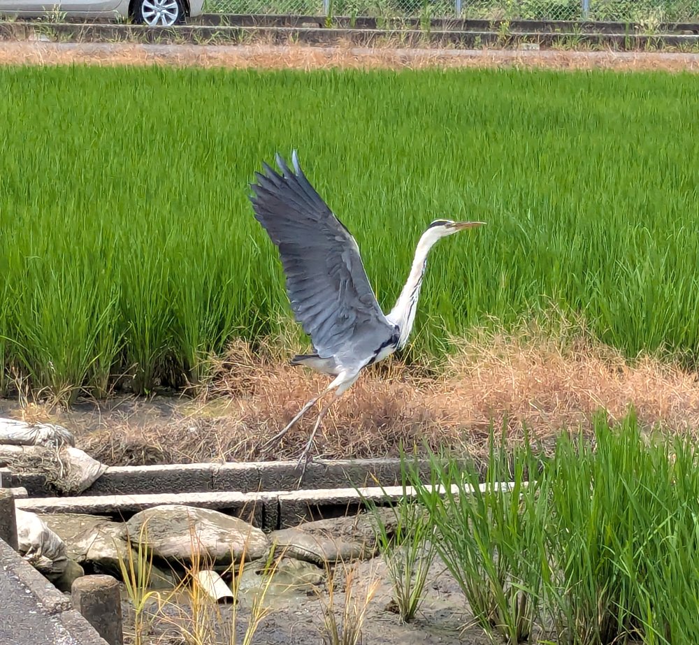 _suijyo tweet picture