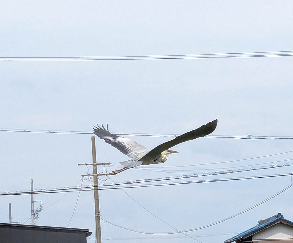 _suijyo tweet picture