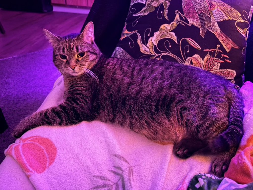 BreaCalliope196's tweet photo. My precious little kitten, you fill my heart with so much love and joy. 🐾💕 Every gentle purr, sleepy cuddle, and curious little look reminds me how blessed I am to have you. You may be small, but you bring the biggest happiness into my life. You’ll always be my sweet baby, https://t.co/357Ju6O4f3