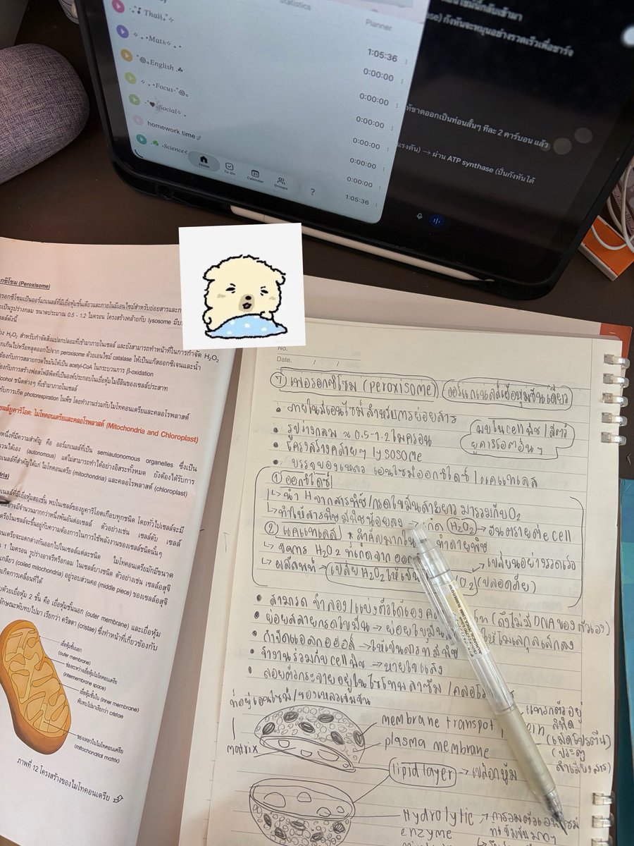 mncysrm's tweet photo. i🤍bio : วันเน้เรียนแต่ชีวะทั้งวัน น … ชอบมากได้วาดรุปด้วย ย อีกไม่กี่วันจาสอบ asmopss แล้ว ㅜㅡㅜ ตื่นเต้น. . .🧎🏼♀️
#studymncysrm https://t.co/7t7GwqTWId