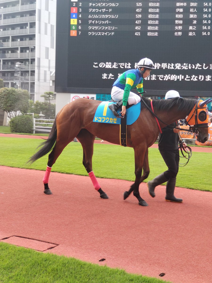 c67005697's tweet photo. 片目が見えないというハンデを持ったフクちゃんこと、ドコフクカゼ号🐴
YouTubeで知って応援したいな、と思っていて、タイミングも合い、応援に行ってきました😊
本当に片目見えてないの！？と思わせる力強い走り。
感動をもらいました。
フクちゃん、ありがとう😊
そしてデビュー戦お疲れ様でした😌 https://t.co/R9TwahhUJn