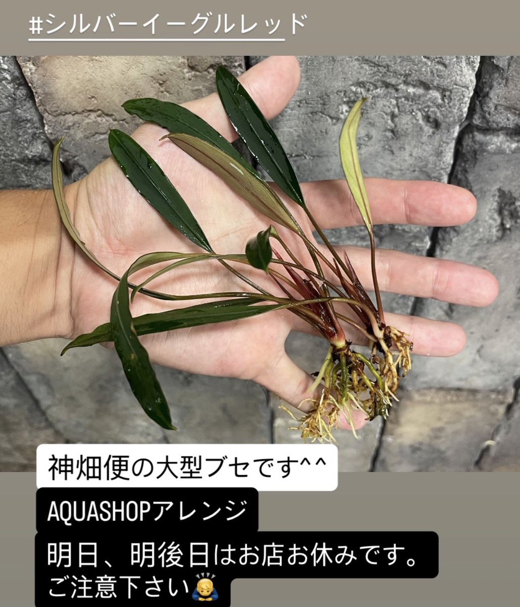 シルバーイーグルレッド 神畑便の大型ブセ 入荷しております^ ^