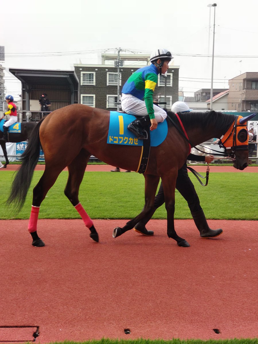 c67005697's tweet photo. 片目が見えないというハンデを持ったフクちゃんこと、ドコフクカゼ号🐴
YouTubeで知って応援したいな、と思っていて、タイミングも合い、応援に行ってきました😊
本当に片目見えてないの！？と思わせる力強い走り。
感動をもらいました。
フクちゃん、ありがとう😊
そしてデビュー戦お疲れ様でした😌 https://t.co/R9TwahhUJn