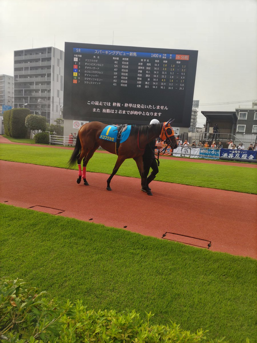 c67005697's tweet photo. 片目が見えないというハンデを持ったフクちゃんこと、ドコフクカゼ号🐴
YouTubeで知って応援したいな、と思っていて、タイミングも合い、応援に行ってきました😊
本当に片目見えてないの！？と思わせる力強い走り。
感動をもらいました。
フクちゃん、ありがとう😊
そしてデビュー戦お疲れ様でした😌 https://t.co/R9TwahhUJn