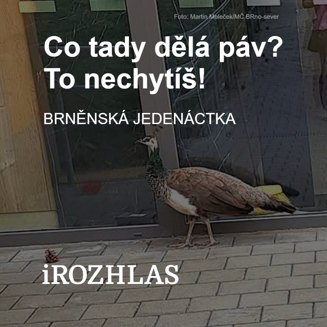 iRozhlasJVM's tweet photo. 🦚 Obyvatele brněnské Lesné tento týden překvapila čtveřice pávů, kteří se vydali na vlastní výpravu. Jakou roli v tom mohl hrát jeden mladý paví samec? 🏡 https://t.co/2iJCLrTXWF

V nové Brněnské jedenáctce přidáme i jednu legendární internetovou připomínku. 🎙️ https://t.co/nqMHlQare1