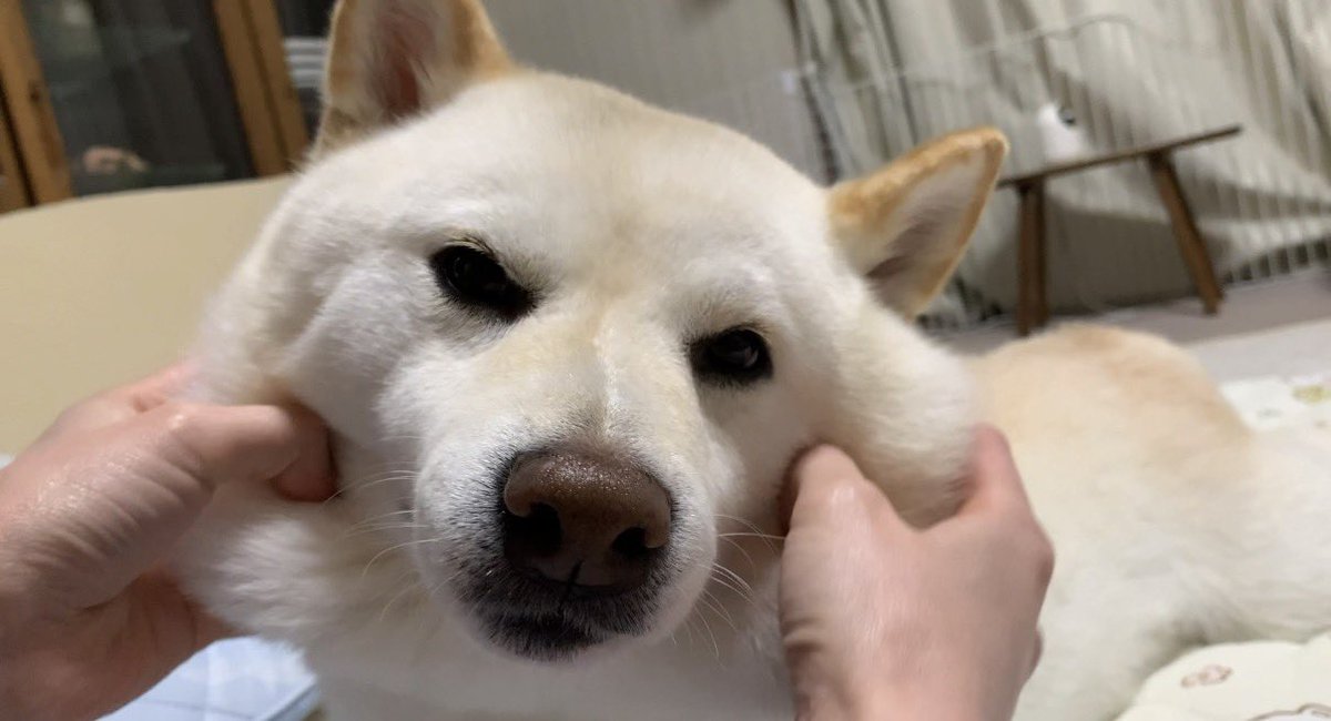 白柴犬はる🌸 tweet media