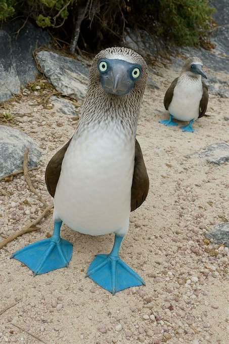 Rainmaker1973's tweet photo. The blue-footed booby (Sula nebouxii) is a marine bird native to subtropical and tropical regions of the eastern Pacific Ocean.

It is easily recognizable by its distinctive bright blue feet, coming from carotenoid pigments from its diet of fresh fish. https://t.co/DlAfdTJYRx