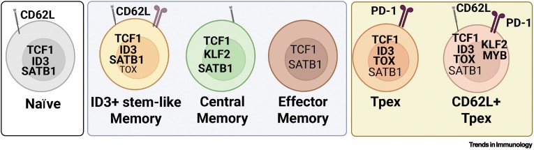 TrendsImmuno's tweet photo. Targeting the fate of exhausted CD8+ T cells https://t.co/8RBS82CjYM #immunology https://t.co/FH3oVGWEu7
