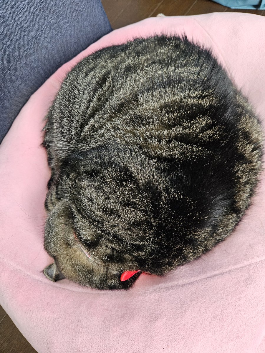 mado397's tweet photo. まんまる🐈 https://t.co/Pq6urKUcat