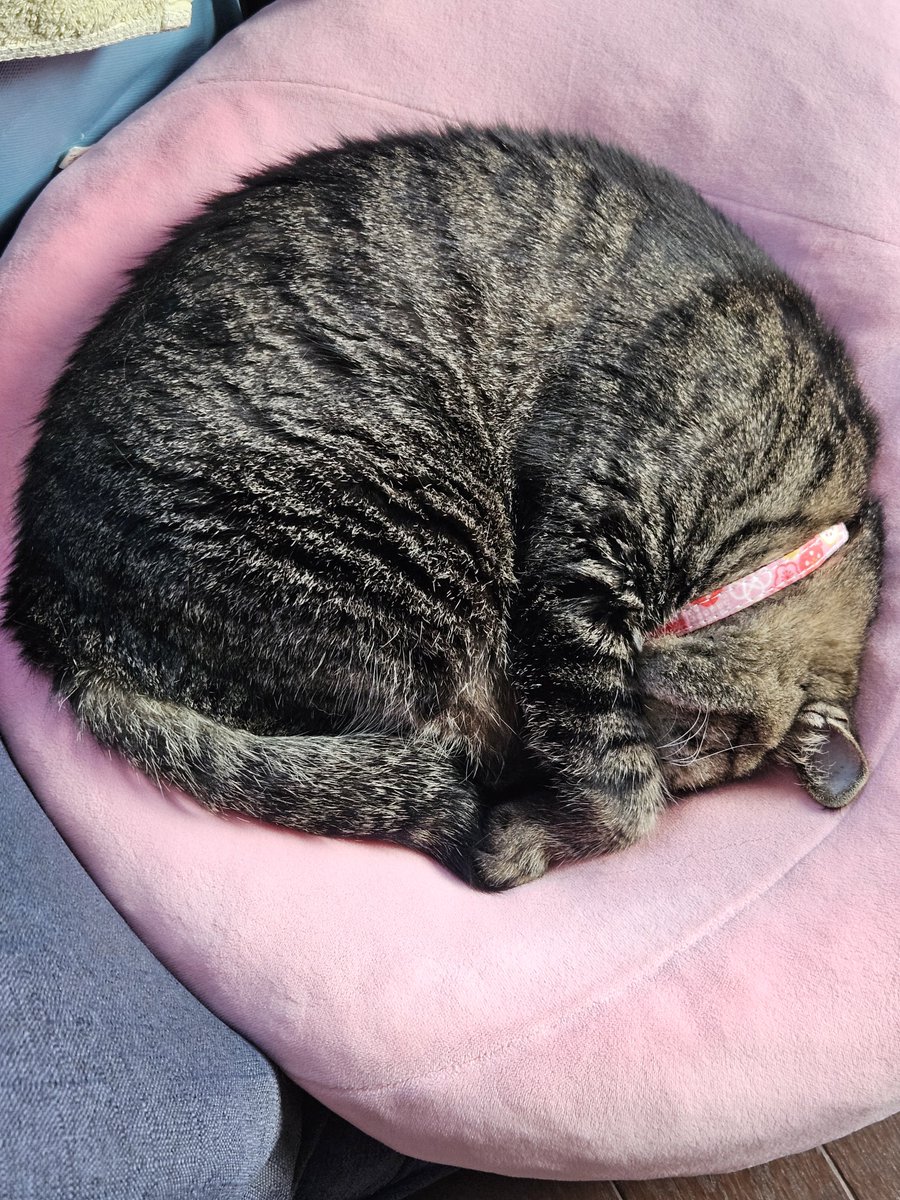 mado397's tweet photo. まんまる🐈 https://t.co/Pq6urKUcat