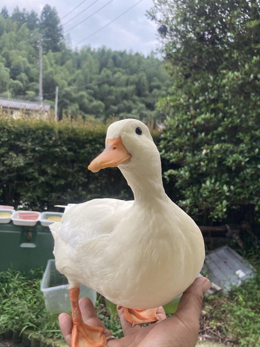00Bloody's tweet photo. 鳥撃ちで狩猟始めたが気がついたら巻狩り四つ脚大物猟が専門になり最近ではコールダック7羽を孵化させ育てて暮らすなんて当時の俺は全く想像してなかったすね

人生って何があるかわからんすね
鳥も獣も喰いますけど https://t.co/BCoWlqSejh