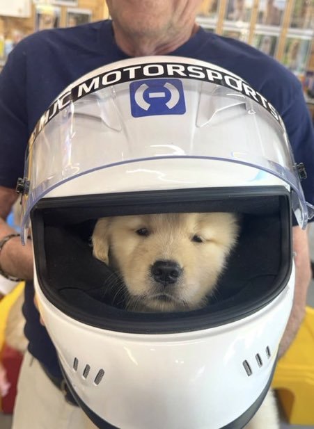 lecle16c's tweet photo. apaixonada pelo novo cachorrinho do lewis 🥺 espero que ele leve pro paddock. https://t.co/L5dWWZS4XJ