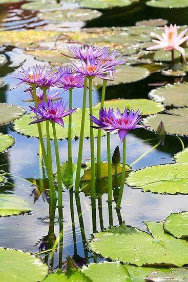 RosaTrunk's tweet photo. @szentandrassym Happy Friday and start into the Weekend Sophie!
🌞♥️🕊🌹🍃 https://t.co/nOZth803Mn