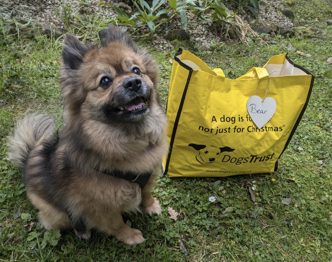 DogsTrust West Calder (Edinburgh) and Dundee tweet media