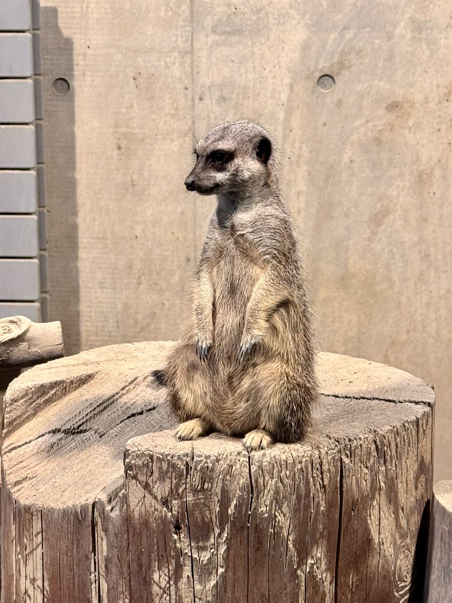 kabiho_7's tweet photo. 久しぶりに動物園行ってきた！🥰
暑さでみんなバテてた……北海道にしては暑かったよね…… https://t.co/lmhwjkeMxi