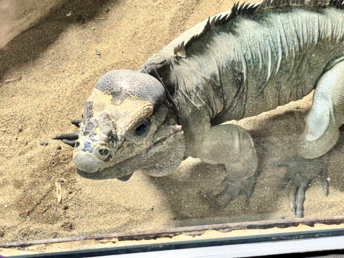 kabiho_7's tweet photo. 久しぶりに動物園行ってきた！🥰
暑さでみんなバテてた……北海道にしては暑かったよね…… https://t.co/lmhwjkeMxi