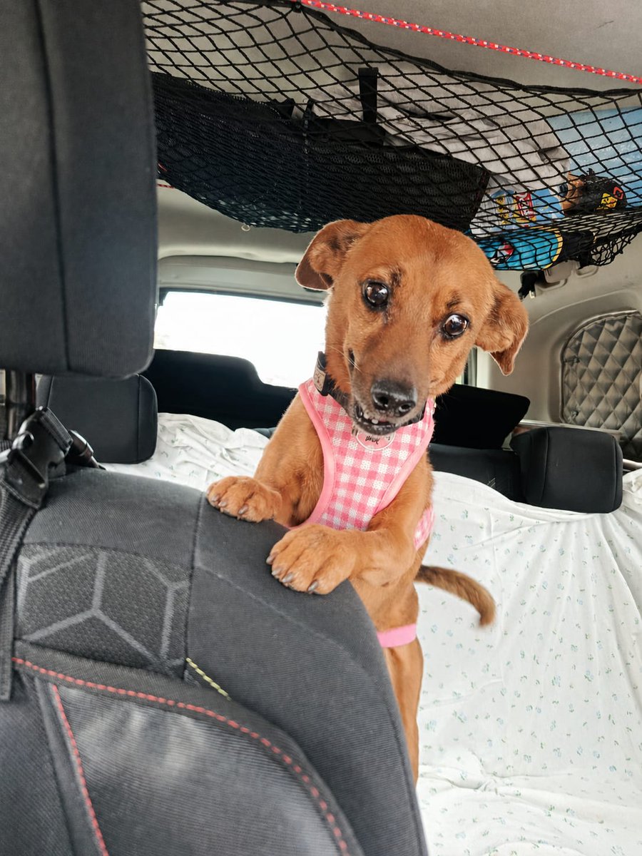 lahuelladedasha's tweet photo. ¡Subid que nos vamos! 🚗💨 Me llamo Bilma, soy de Córdoba y busco mi coche definitivo... ¡y la familia responsable que lo conduzca! Soy tamaño peque, superbuena, viajo genial y adoro los mimos. ¿Me haces un RT 🔄 para encontrar mi hogar? 🐾
📩lahuelladedasha725@gmail.com
#Adopta https://t.co/qraJBTz0Zv