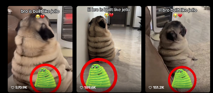 chillmigratoor's tweet photo. This jellopug meme template is blowing up and i keep seeing it all over tiktok, millions and millions of views

Everyone is memeing the pug as a jello, we have been sending cat's only, what about the dogslop?

Search jellopug, reverse search the image, its literally everywhere

https://t.co/PqPB9QTV76