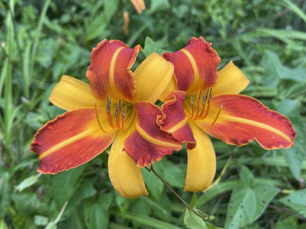 BlacksWeather's tweet photo. Lilies &amp; coneflowers. Hard to believe it’s the last day of July, but it will be a typical midsummer’s day.  Sunny to partly cloudy skies with a warm high near 29°. Not overly humid but light winds won’t help cool things off. Low 18°. Mainly cloudy Sat. w/a 40% chance of a pm ☔️. https://t.co/3VtxXPBZAk