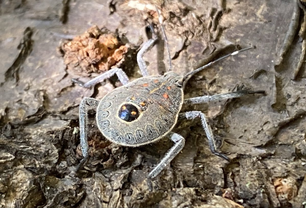 2tXnt's tweet photo. 学校の梅の木になんかはじめて見る虫がいた
カメムシ？　なんだこれ？
おもしろい模様🤔 https://t.co/3Xcp2mEXqb
