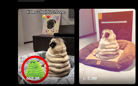 chillmigratoor's tweet photo. This jellopug meme template is blowing up and i keep seeing it all over tiktok, millions and millions of views

Everyone is memeing the pug as a jello, we have been sending cat's only, what about the dogslop?

Search jellopug, reverse search the image, its literally everywhere

https://t.co/PqPB9QTV76
