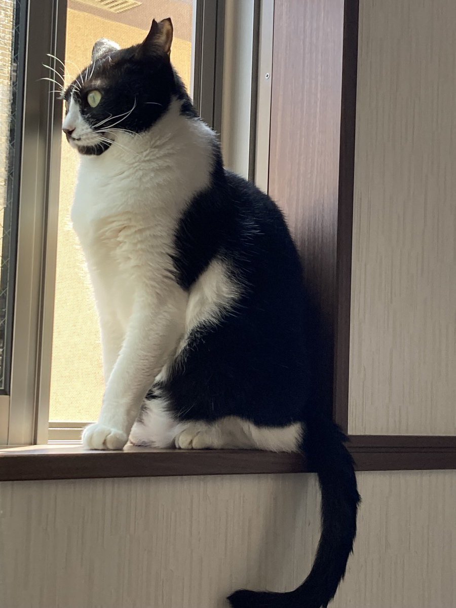 himeplayer's tweet photo. 7/23（木）23時頃飼い猫が脱走してしまいました😭東小岩付近で、そんなに遠くには行ってないと思いますが元々は野良猫なので全く人間には懐かないです🥲もし投稿見たお近くの方で、見かけたなど情報あれば連絡いただきたいです。よろしくお願いします🙇🏻‍♀️
  #拡散希望
  #迷い猫
 #迷子猫 https://t.co/UwUBHnfWEJ