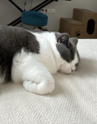 Taeminascats's tweet photo. Like father like daughter https://t.co/2COcTHVFJD