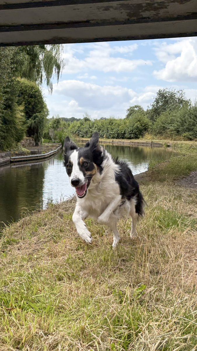 Kesthecollie's tweet photo. Happy
Little 
Puppy https://t.co/S7w0SX6Bv2