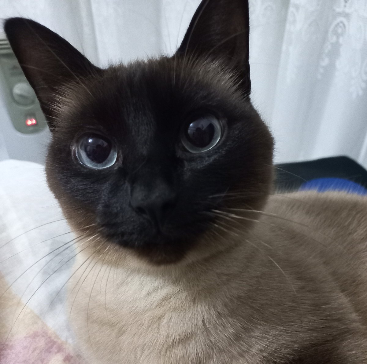 erisnyaa's tweet photo. esse e meu filho tungstenio sahur lembra dele veja como ele esta hoje em dia https://t.co/Ae2NuGS8Ok