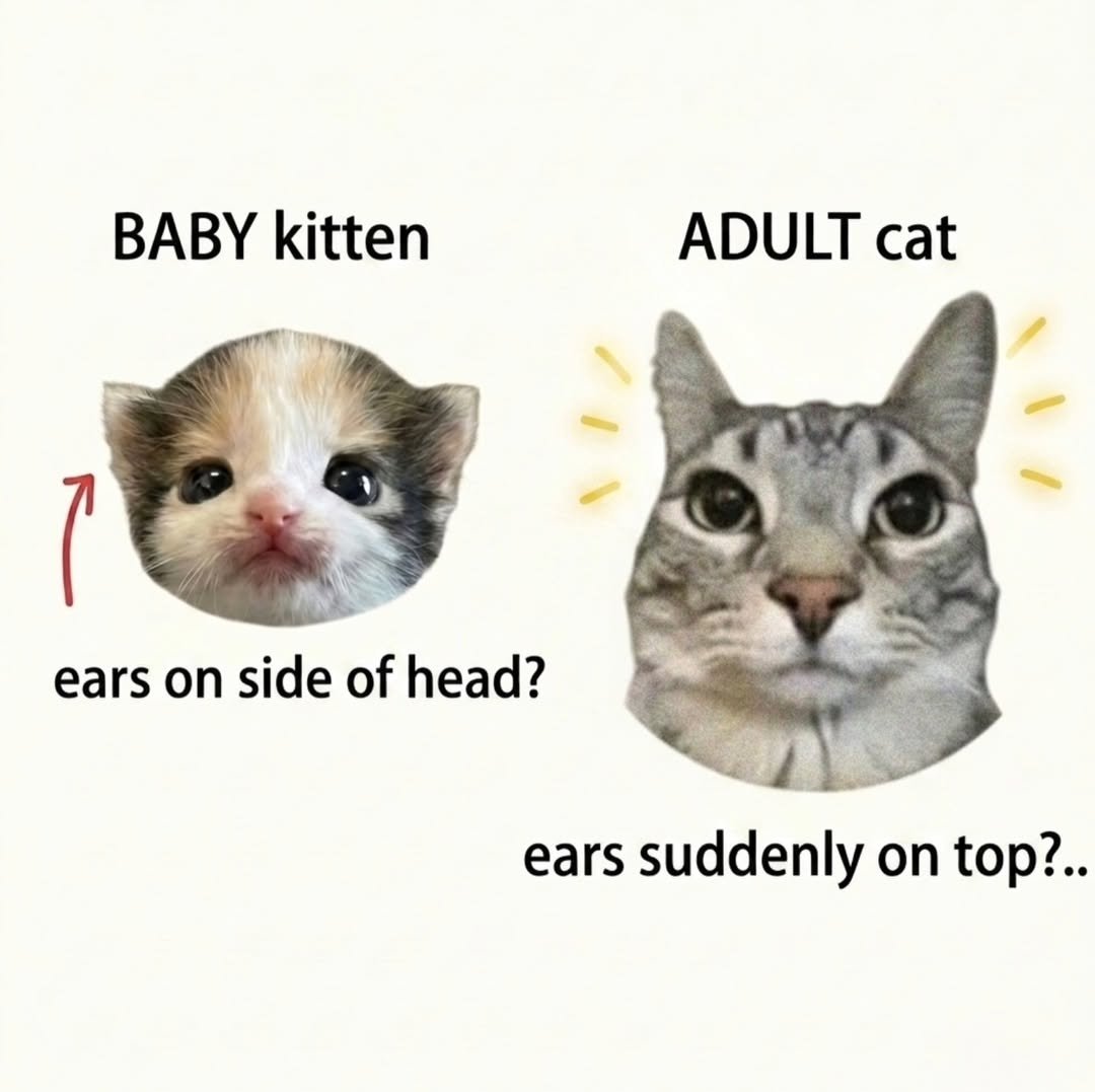 Catsillyness's tweet photo. https://t.co/JKqjOkWxT7