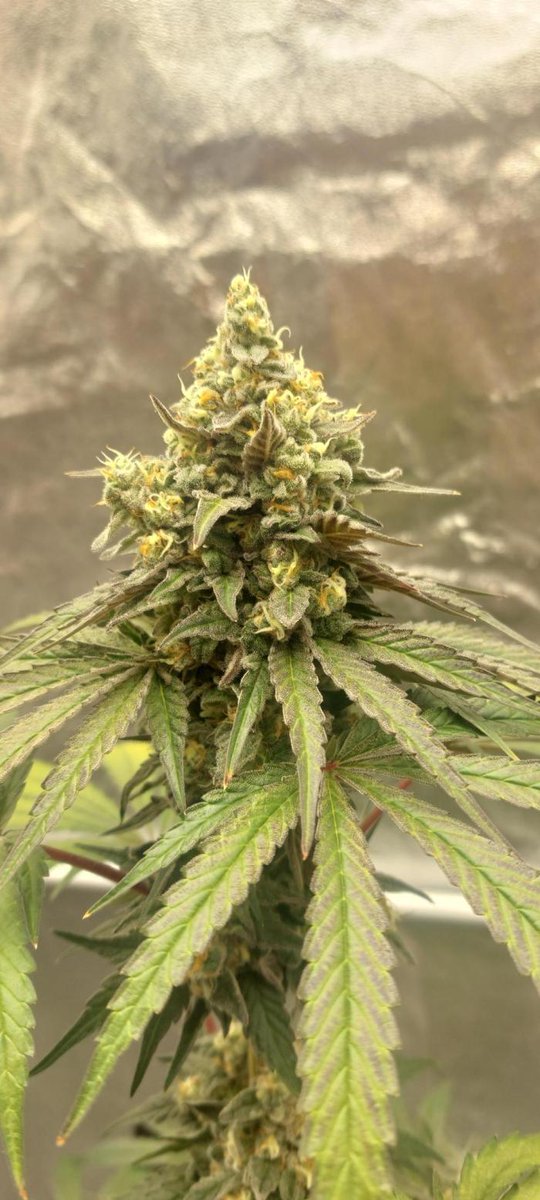 grow_diaries's tweet photo. 🧄 Garlic Gas
by Sensi Seeds

Run by GrowWithFlow — a Sensi Seeds Approved diary featuring two plants of this bold, terpene-rich hybrid

Grown with Aptus

Known for its pungent garlic, fuel, and earthy aromas, Garlic Gas combines vigorous growth with exceptional resin production https://t.co/9CReGqFhPO