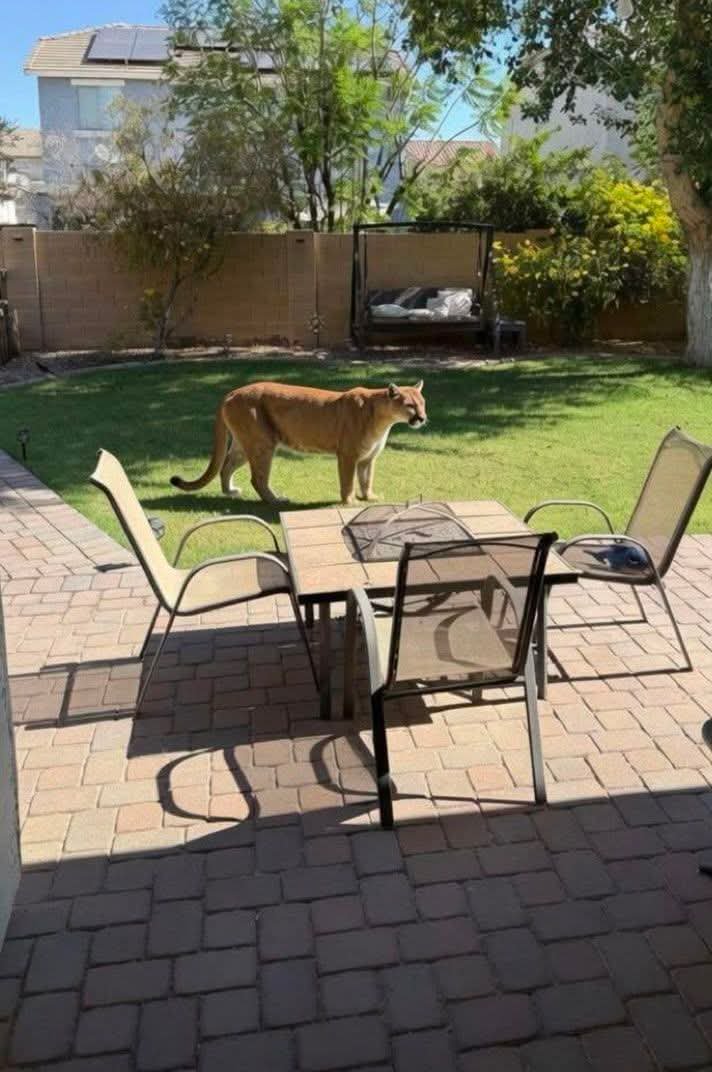 nelvaldez's tweet photo. Ayer Jueves un Puma fue visto merodeando los jardines de residencias en El Barrial, en Santiago #NuevoLeon 😱🐆 https://t.co/IwlqH8mrHg