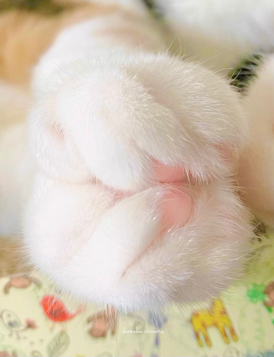 wandatoneko's tweet photo. 毎日投稿今日で1ヶ月☺️
今日はフレンチクルーラーを🐾

毎回返信が滞ってしまい申し訳ないですが、見ていただきありがとうございます🐱 https://t.co/T5TVtXJvRe