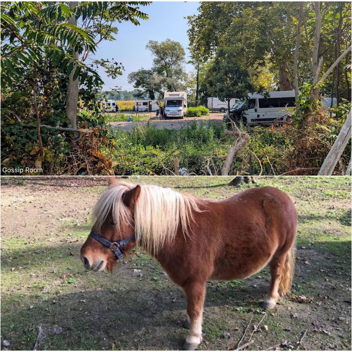 GossipRoomOff's tweet photo. 🚨 L’horreur ! "Je me suis vue mourir."

Lundi 27 juillet, près de Renazé, en Mayenne, Lisa, 25 ans, éleveuse et commerçante de chevaux, pensait simplement vendre un poney shetland à 1 500 €, après avoir publié une annonce sur Leboncoin.

Les échanges avec l’acheteuse s’étaient jusque-là déroulés normalement. Le rendez-vous est fixé sur la place de l’église, avant que la jeune femme ne soit invitée à la suivre jusqu’à un camp de gens du voyage.

Sur place, la situation bascule. Cinq hommes entourent son véhicule, critiquent l’animal et tentent de renégocier son prix, avant de lui annoncer qu’ils ne comptent pas le payer.

Lorsque Lisa leur tourne le dos pour faire remonter le poney, elle raconte avoir été violemment maîtrisée. Un homme l’attrape par-derrière et lui bloque les bras, un autre lui immobilise les jambes tandis qu’un troisième lui plaque une main sur la bouche. Un quatrième sort alors un briquet.

"Pour moi, je vais mourir. Je commence à sentir une douleur sur la joue… Puis c’est le blackout."

À son réveil, Lisa se retrouve seule au sol, près de son véhicule. Le poney a disparu et sa voiture a été fouillée. Les papiers de l’animal, ses documents personnels, sa carte bancaire et son chéquier auraient également été dérobés.

La jeune femme souffre de brûlures du premier et du deuxième degré au visage et au front. Prise en charge au CHU du Mans, elle a depuis déposé plainte.

Maman de deux enfants, Lisa souhaite aujourd’hui alerter sur ce qu’elle décrit comme un véritable guet-apens :

"Ça peut arriver à n’importe qui et n’importe où. Pour un poney, ils sont prêts à faire de telles choses… Pour moi, ils m’attendaient. C’était un guet-apens."

Des portraits-robots ont été réalisés et une enquête est désormais en cours afin de faire toute la lumière sur cette terrible agression. 🚔 (via Ouest-France)
