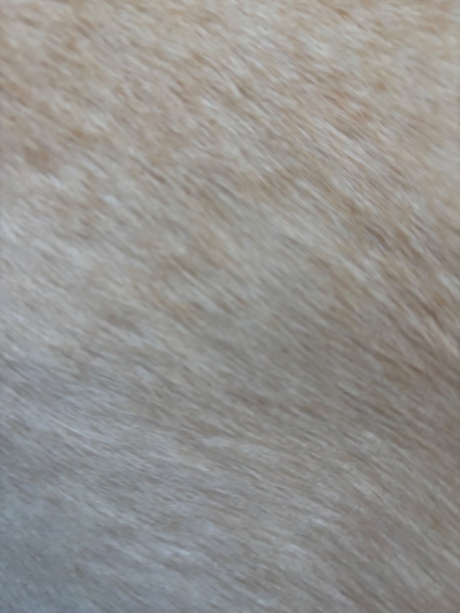 eru0902's tweet photo. 仕事妨害犬 https://t.co/BWp9YiEDah