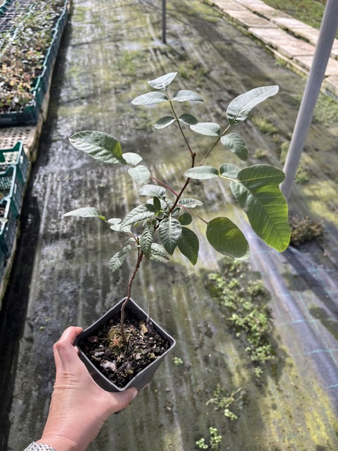 Pistachoselecto's tweet photo. Les mostramos la Cornicabra Pistachera que tenemos disponible para la campaña de ventas 2026-2027.  

Realicen sus Pedidos de Planta de Pistacho en el teléfono 630980820, visitando nuestras instalaciones en A-4, km:184,100 Valdepeñas, Ciudad-Real. https://t.co/a7dzLcqCF9