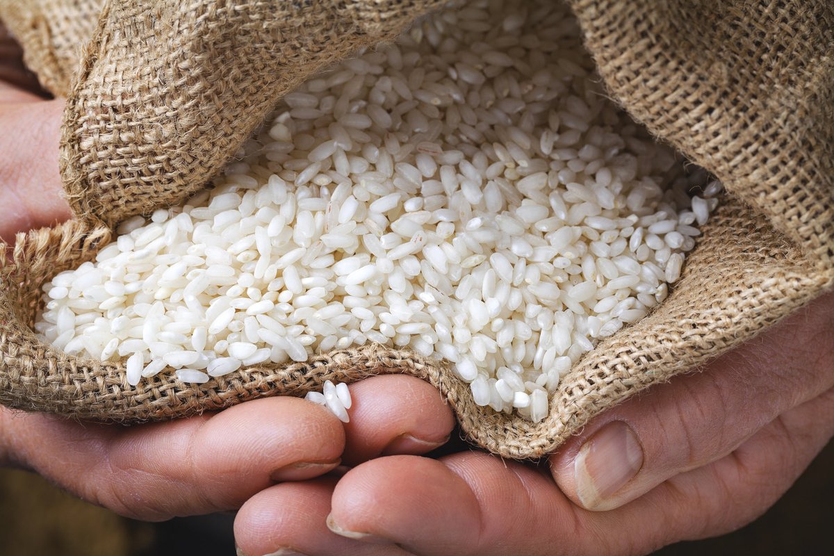 WineNewsIt's tweet photo. #Emergenza #acqua, #import che sale e #prezzi in calo: tutti i motivi della #crisi del #risoitaliano. Al #Ministero #Agricoltura, il #Tavolo con il Ministro #FrancescoLollobrigida, @Cia_Agricoltura @coldiretti @Confagricoltura #Confcooperative, https://t.co/SKQ0pI97Zo https://t.co/Vz3FZhne1X