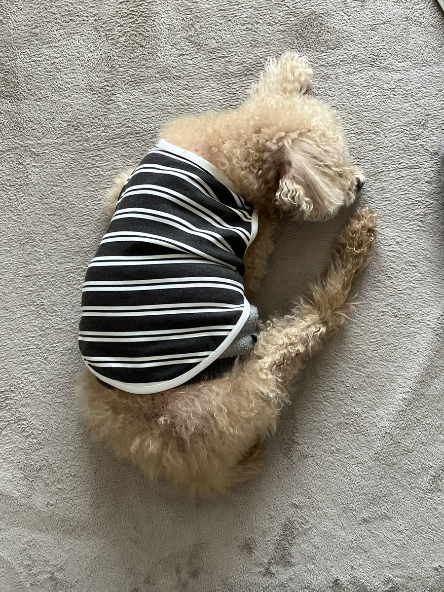 Kaenn14's tweet photo. @012015_ アシックスのロゴみたいなうちの犬の写真あげとくね https://t.co/VXudjuv7Pl