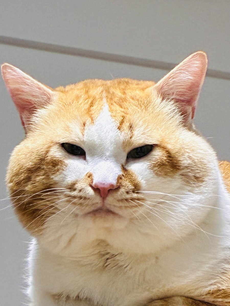 Great_Bystander's tweet photo. 吃吃吃，你就知道吃😾☝️ https://t.co/GBq7whr4iK