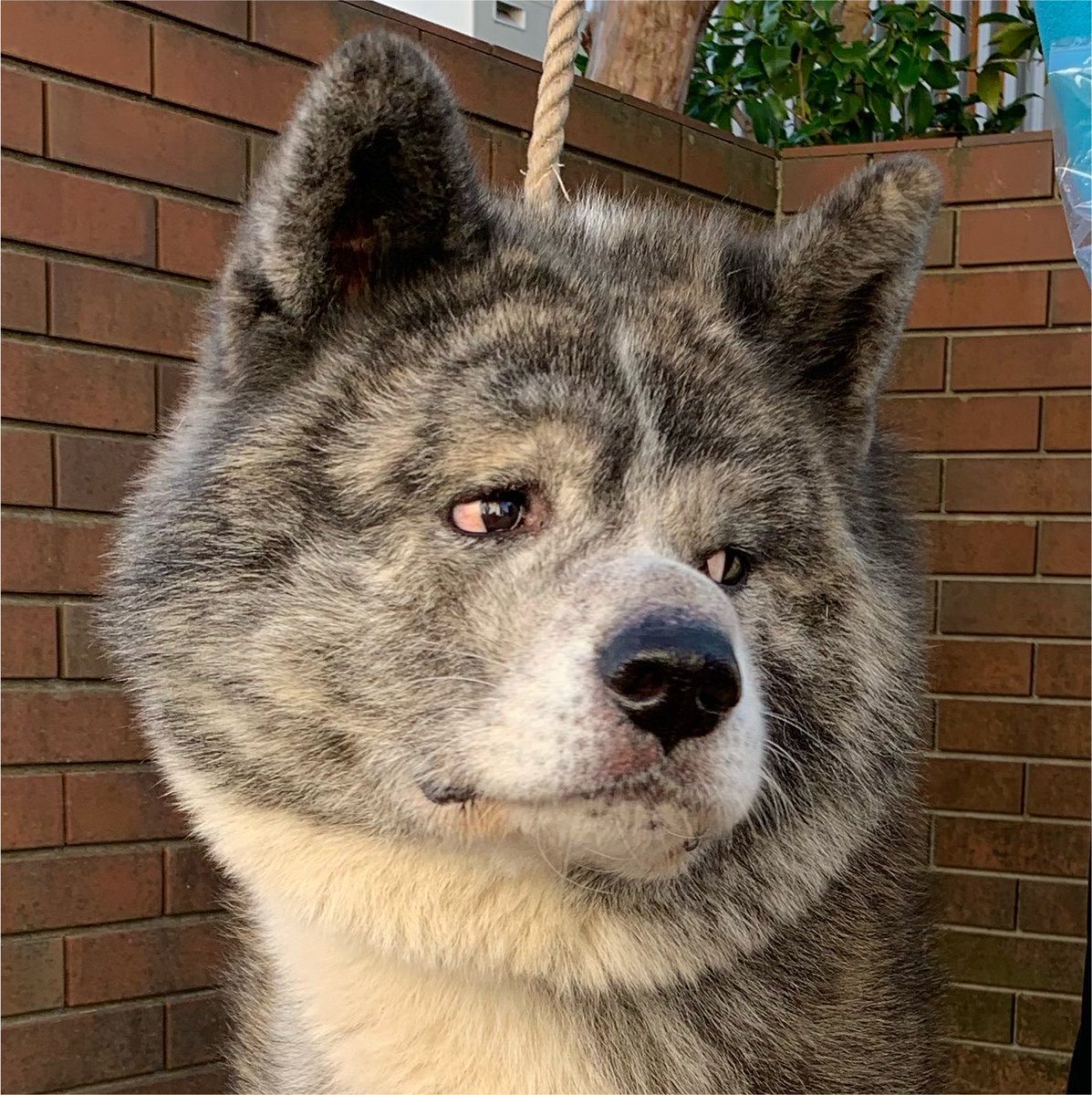 dustoooo's tweet photo. @seizasimasu あっwタイミングがよろしくなかったんですね😂　犬も意外と表情豊かで『どちたの〜〜』って聞くと『お前がどうした？』みたいな顔しますw日本犬あるあるなのかもしれません🤔(cool&amp;dry)
写真のはシチュエーション違いますが“ハァ？何？”みたいな顔してる時です https://t.co/GyHWBYONU9