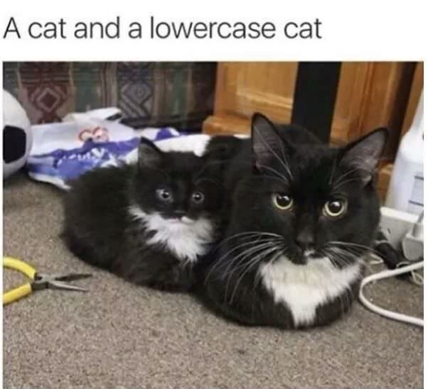 Cats_ooc's tweet photo. https://t.co/6wss5lt9nK