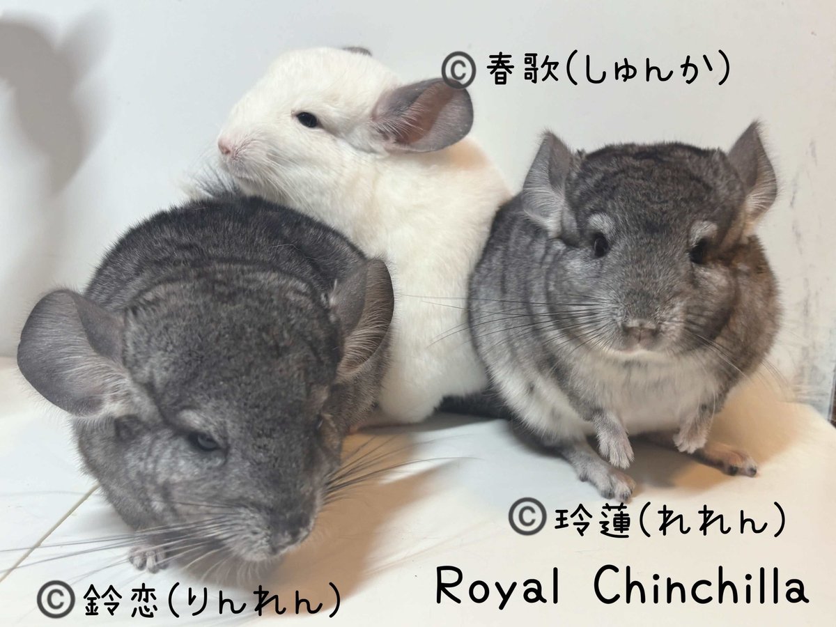 Royal Chinchilla（ロイヤルチンチラ） (@ChinchillaRoyal) / Posts / X