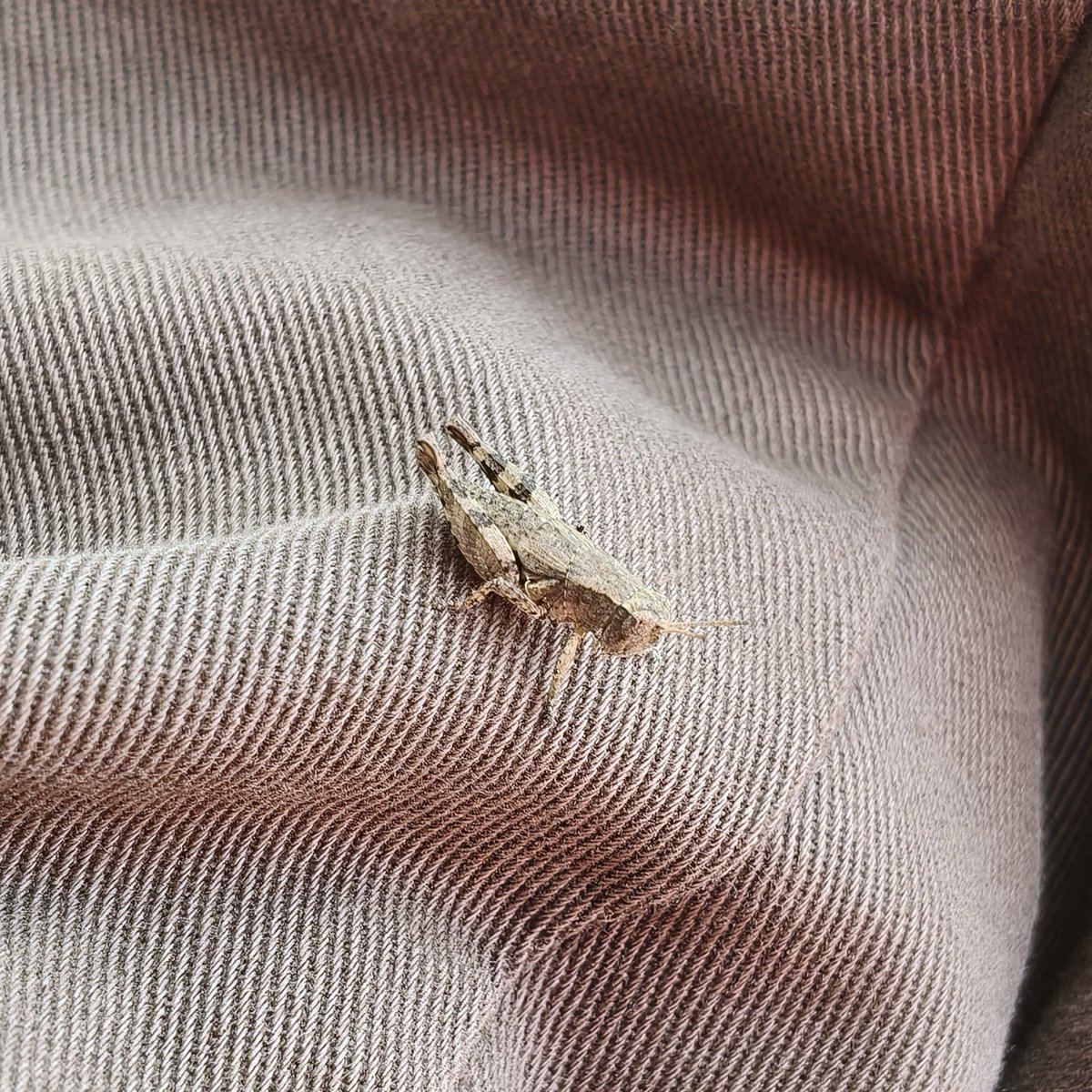 rallehh's tweet photo. se camufleaza al dracu https://t.co/DT1bSdZMJz