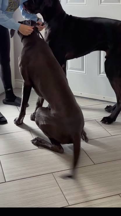 ytuekmao1102's tweet photo. Hot knotty contents on my Telegram and premium channel Dm for menu &amp;
Telegram 🥰

https://t.co/4pjTtTfKuw

#k9girl  #germanydoglovers #buyingcontent https://t.co/lSm0dT2rh7