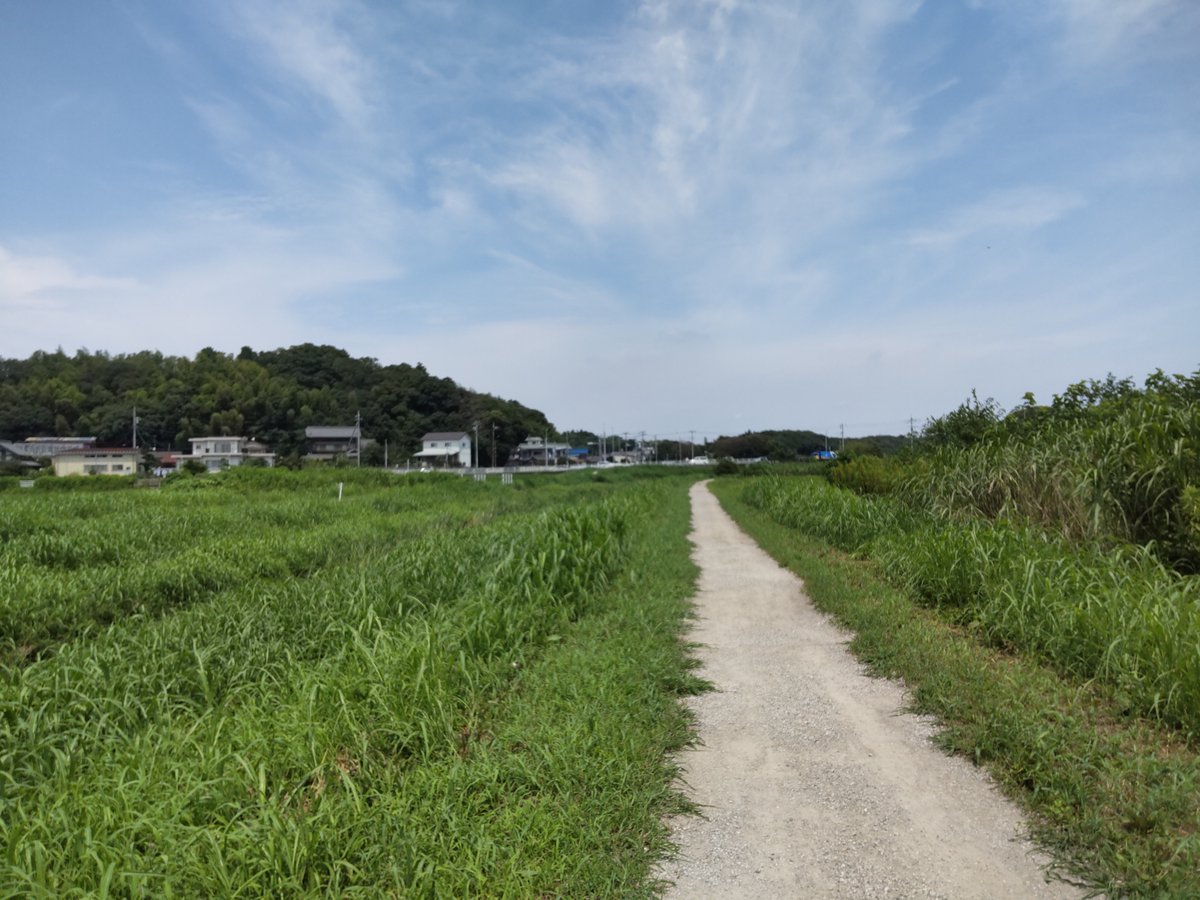 Halkyun's tweet photo. 船橋市の木戸川沿いの遊歩道、古和釜橋付近です。12時から14時までジョギングしました。一年の一番暑い時期の一番暑い時刻にランニングすることを「暑中稽古ランニング」と勝手に呼んでいます。同好の士とすれ違うんですよね。消防か自衛隊のひとなのかなぁ？常在戦場、いつ敵が来てもいいように https://t.co/Uu283cQTBt