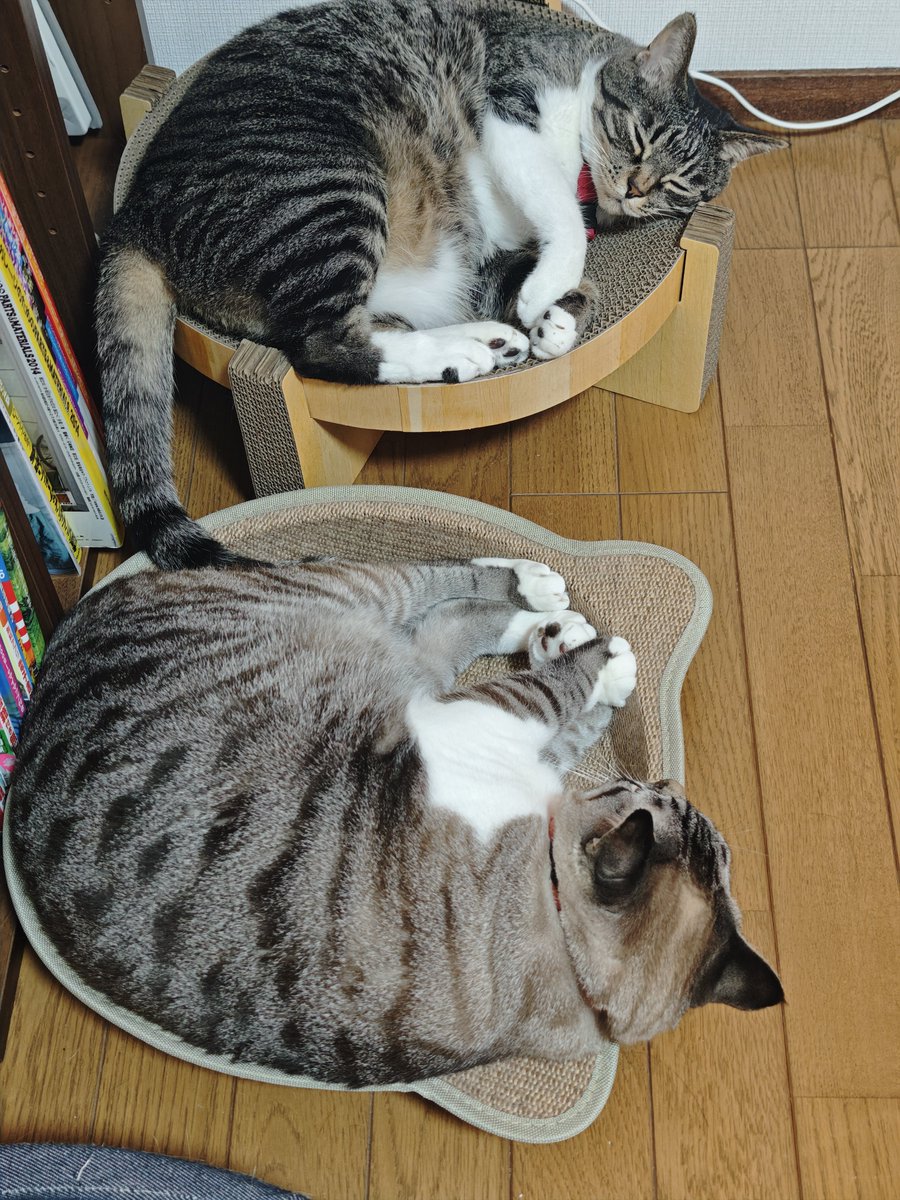 KareMomi's tweet photo. おやすみー https://t.co/rEZOvBWBde